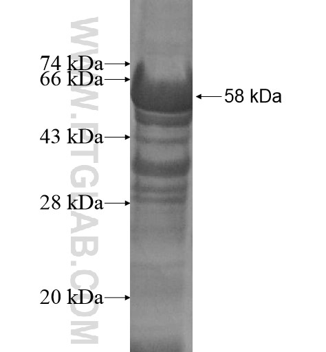 TAF3 fusion protein Ag13536 SDS-PAGE