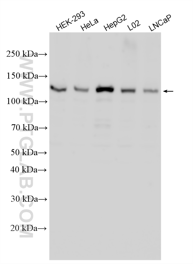 WB analysis using 33029-1-AP