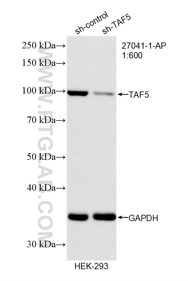 WB analysis of HEK-293 using 27041-1-AP