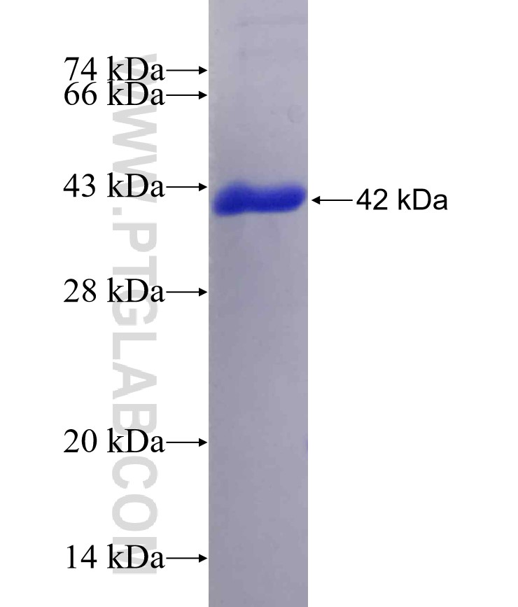 TAF6L fusion protein Ag8202 SDS-PAGE