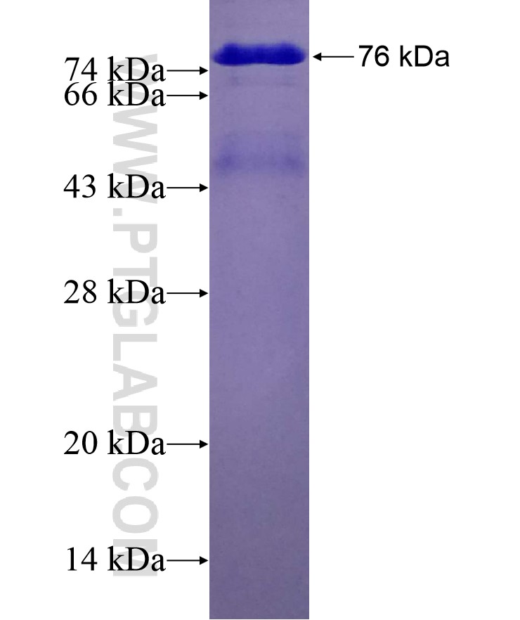 TAF7 fusion protein Ag4406 SDS-PAGE