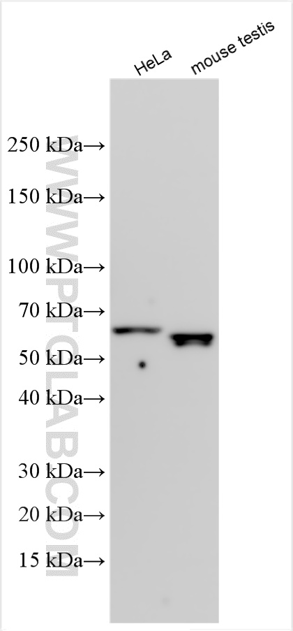 WB analysis using 32590-1-AP WB analysis using 32590-1-AP