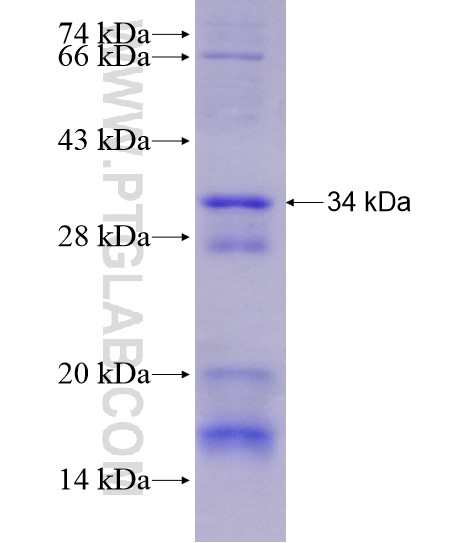 TAF9B fusion protein Ag28863 SDS-PAGE