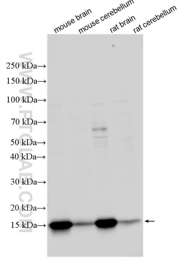 WB analysis using 32791-1-AP