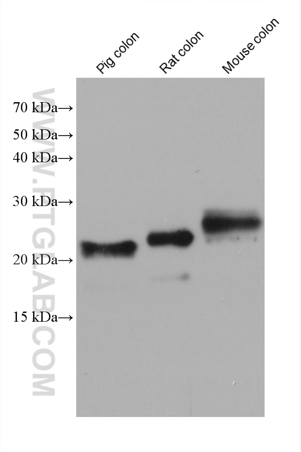 WB analysis using 60213-1-Ig