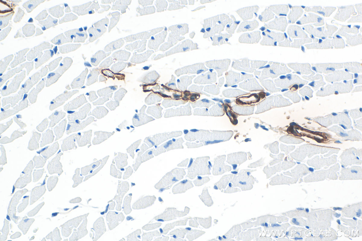IHC staining of mouse heart using RMX00045