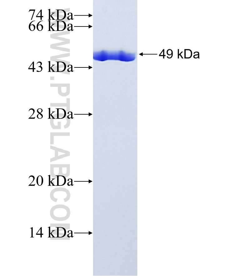 TAGLN fusion protein Ag0764 SDS-PAGE