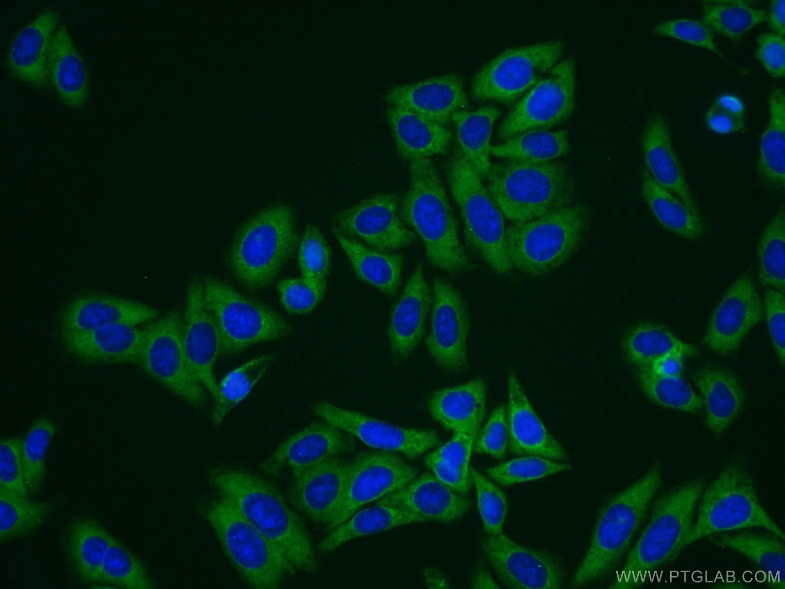 IF Staining of HepG2 using 10234-2-AP