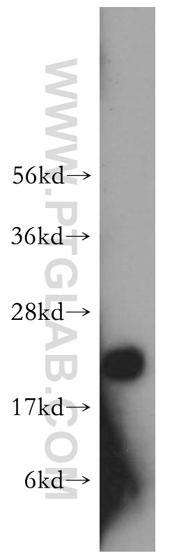 WB analysis of human heart using 10234-2-AP