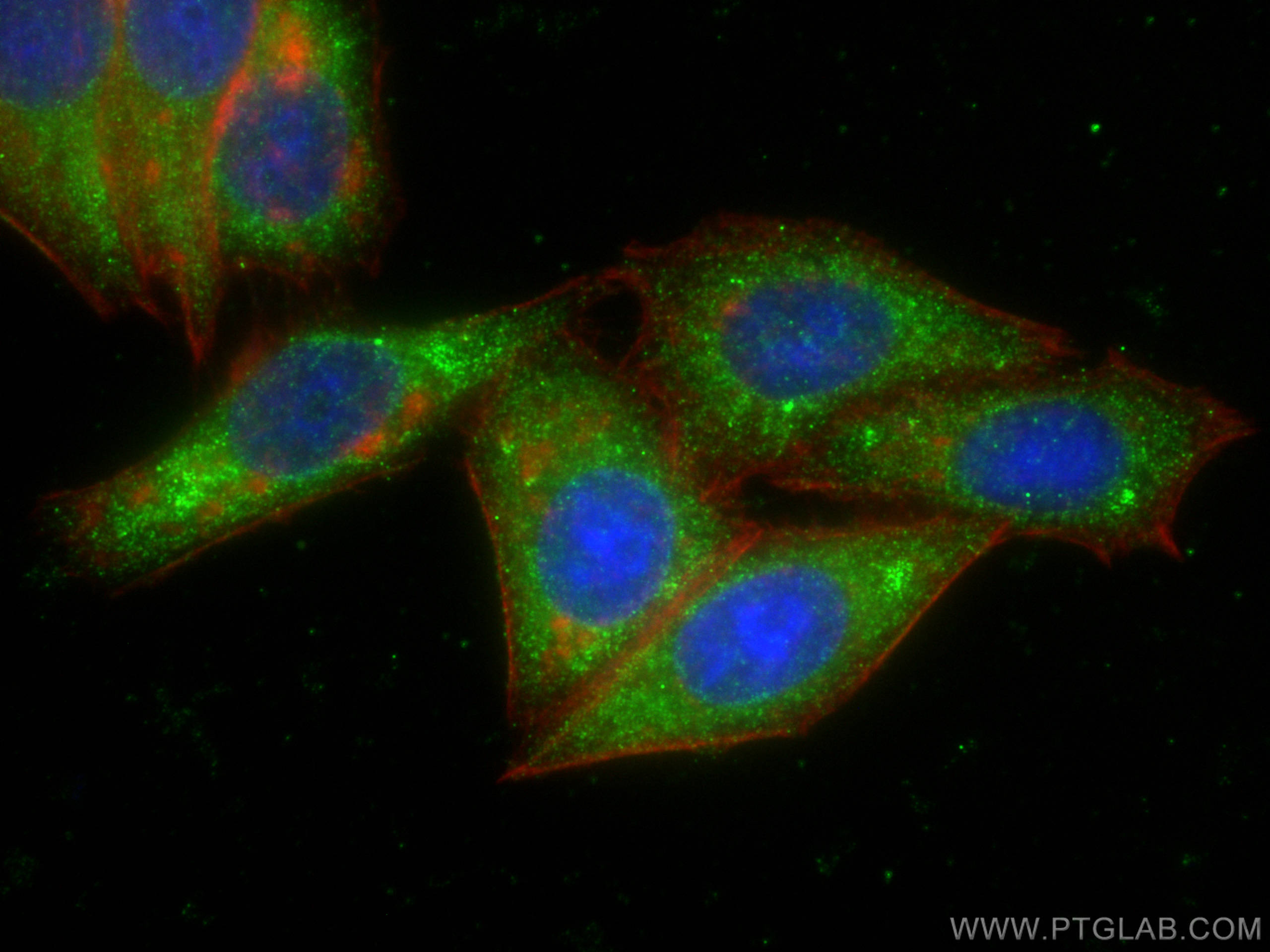 IF Staining of HepG2 using 60044-1-Ig