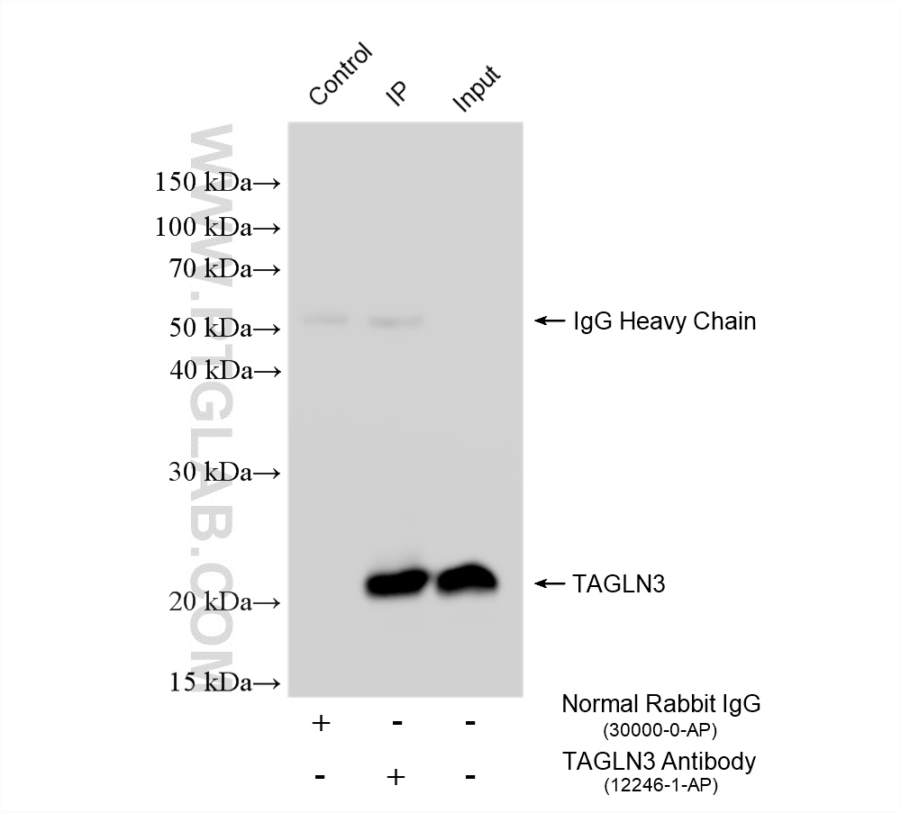 IP experiment of rat brain using 12246-1-AP