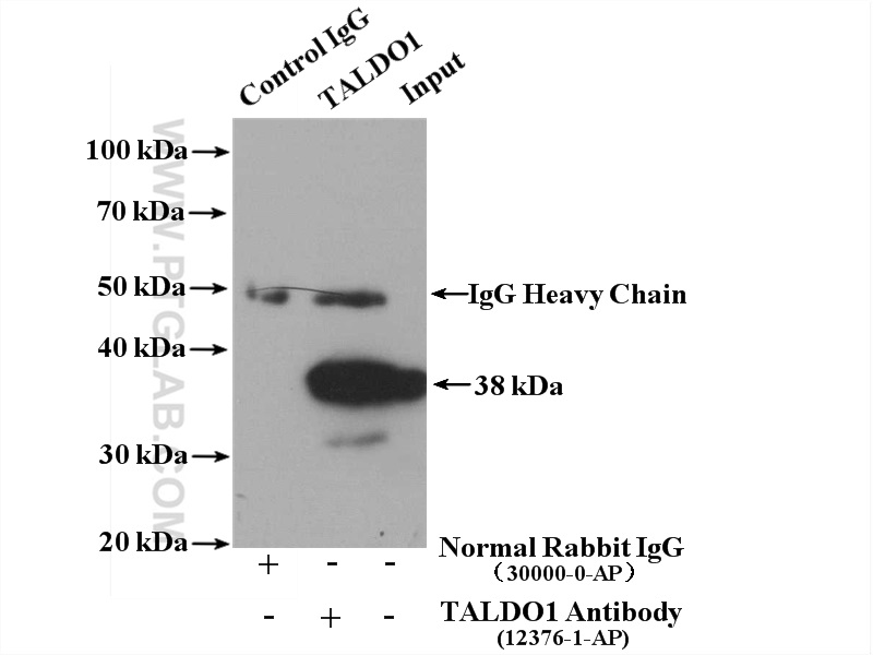 IP experiment of COLO 320 using 12376-1-AP