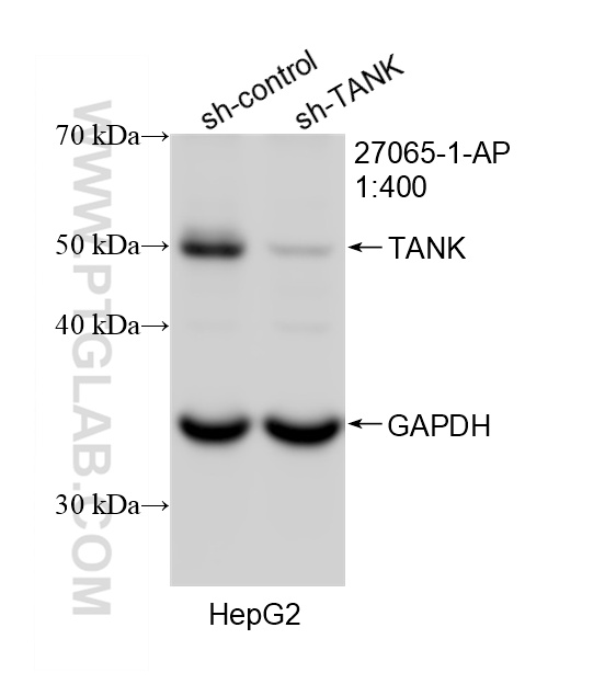 WB analysis of HepG2 using 27065-1-AP