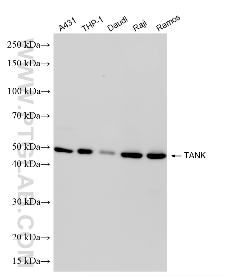 Various lysates were subjected to SDS PAGE followed by western blot with <a class='green' href='/productredirect?CatalogNo=85138-3-RR' target='_blank'>85138-3-RR</a> (TANK antibody) at dilution of 1:2000 incubated at room temperature for 1.5 hours. This data was developed using the same antibody clone with 85138-3-PBS in a different storage buffer formulation. WB analysis using 85138-3-RR (same clone as 85138-3-PBS)