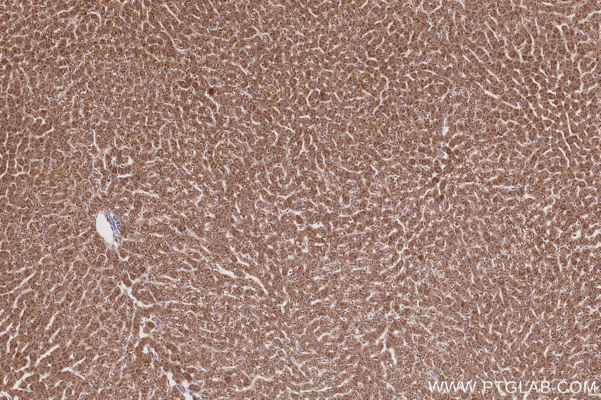 IHC staining of rat liver using 86221-1-RR IHC staining of rat liver using 86221-1-RR