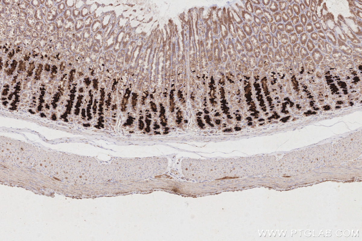 IHC staining of rat stomach using 67451-1-Ig