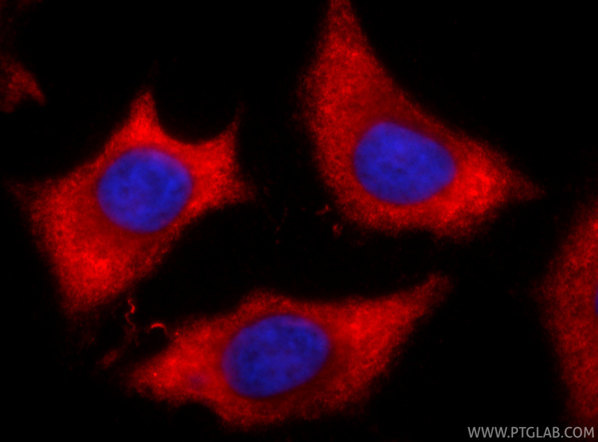 Immunofluorescent analysis of (-20°C Ethanol) fixed HeLa cells using CoraLite®594 TAOK3 antibody (CL594-67451, Clone: 1A5A9 ) at dilution of 1:200. IF Staining of HeLa using CL594-67451