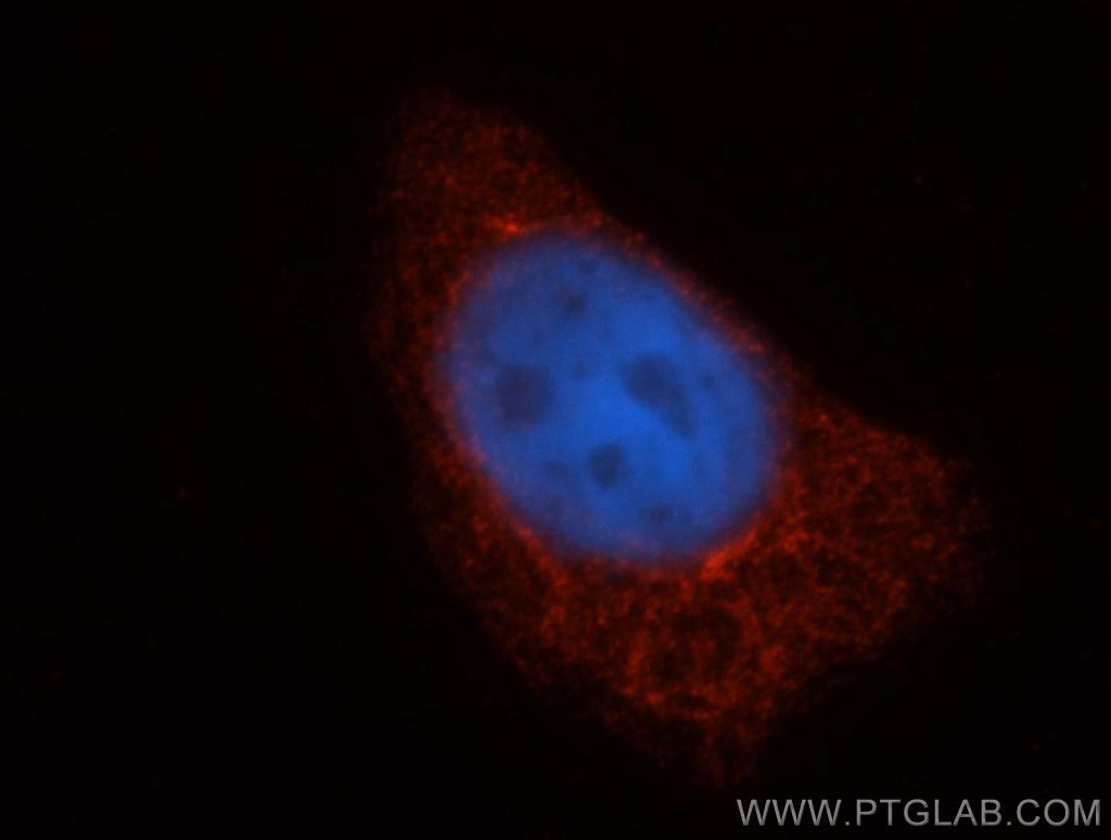 IF Staining of HepG2 using 11114-1-AP