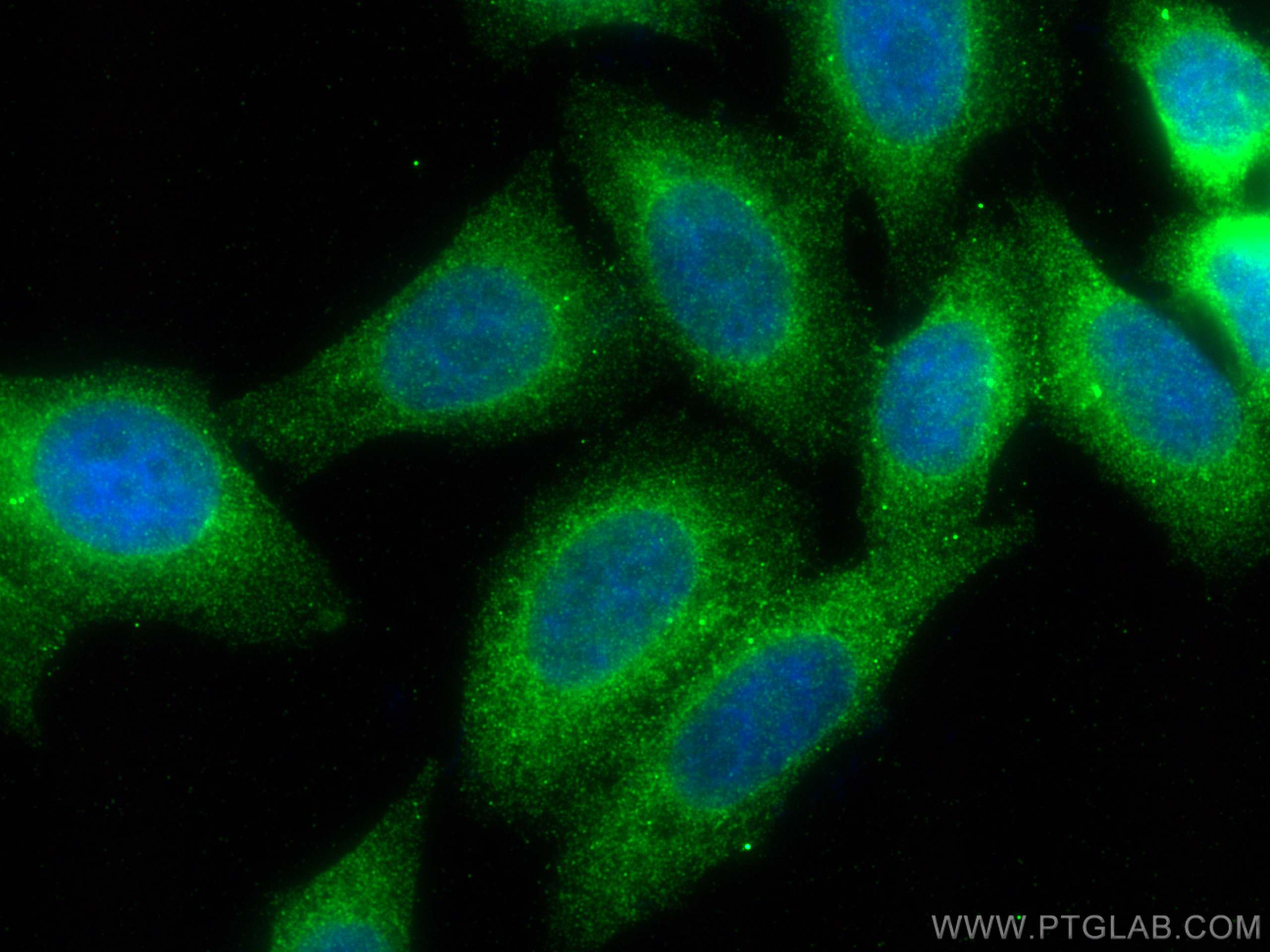 IF Staining of HepG2 using 68412-1-Ig (same clone as 68412-1-PBS)