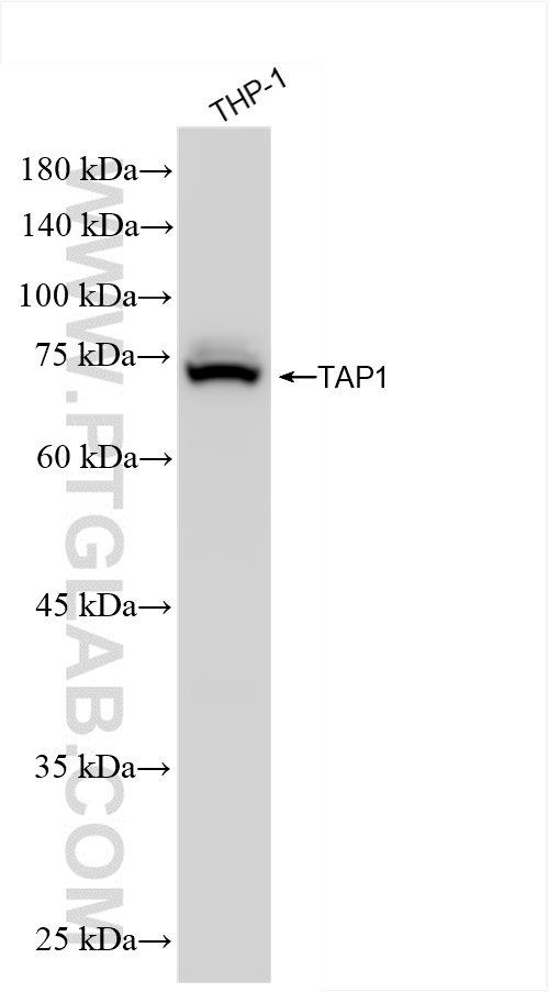WB analysis of THP-1 using 85766-4-RR (same clone as 85766-4-PBS)