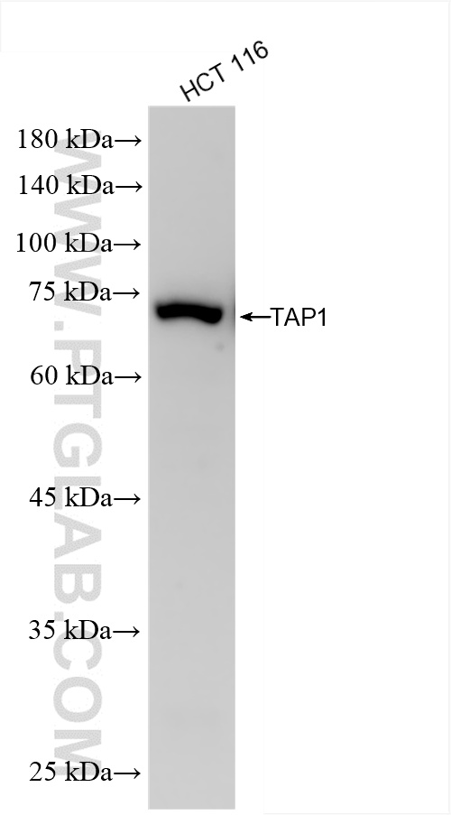 WB analysis of HCT 116 using 85766-4-RR (same clone as 85766-4-PBS)