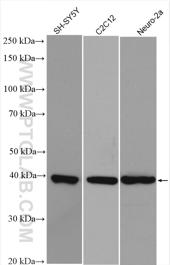 WB analysis using 10782-2-AP