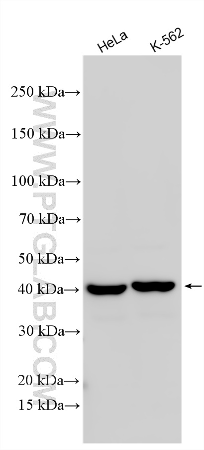 WB analysis using 10782-2-AP