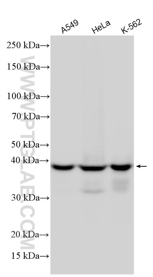 WB analysis using 12892-1-AP