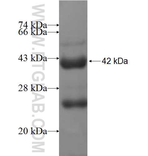 TARS fusion protein Ag6959 SDS-PAGE