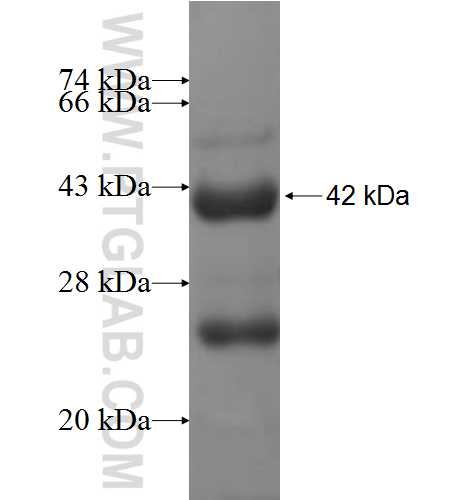 TARS fusion protein Ag6959 SDS-PAGE TARS fusion protein Ag6959 SDS-PAGE