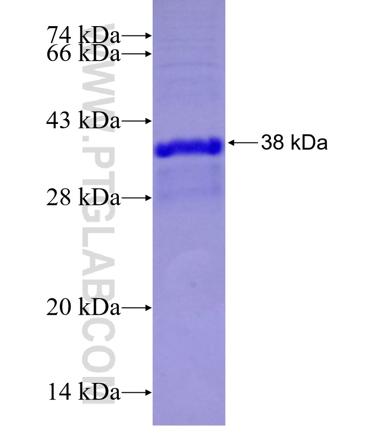 TAS1R2 fusion protein Ag29305 SDS-PAGE