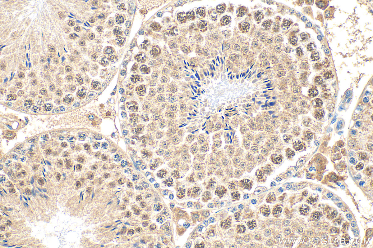 IHC staining of mouse testis using 31840-1-AP
