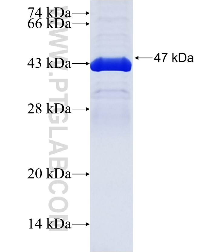 TATDN1 fusion protein Ag36040 SDS-PAGE