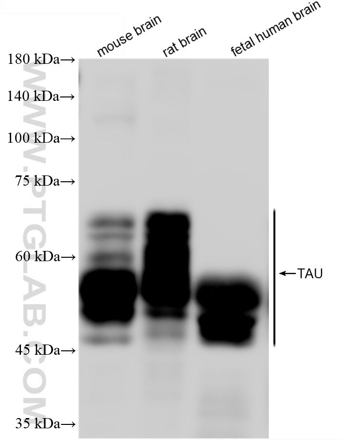 WB analysis using 82846-5-RR WB analysis using 82846-5-RR