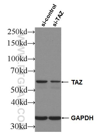 WB analysis of HepG2 using 66500-1-Ig