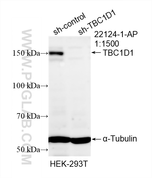 WB analysis of HEK-293T using 22124-1-AP