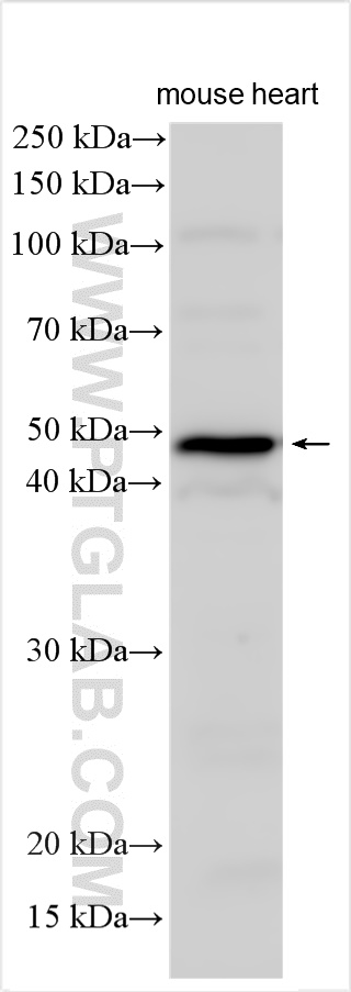 WB analysis using 24562-1-AP