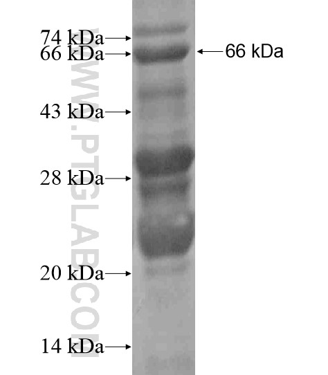 TBC1D14 fusion protein Ag19553 SDS-PAGE TBC1D14 fusion protein Ag19553 SDS-PAGE