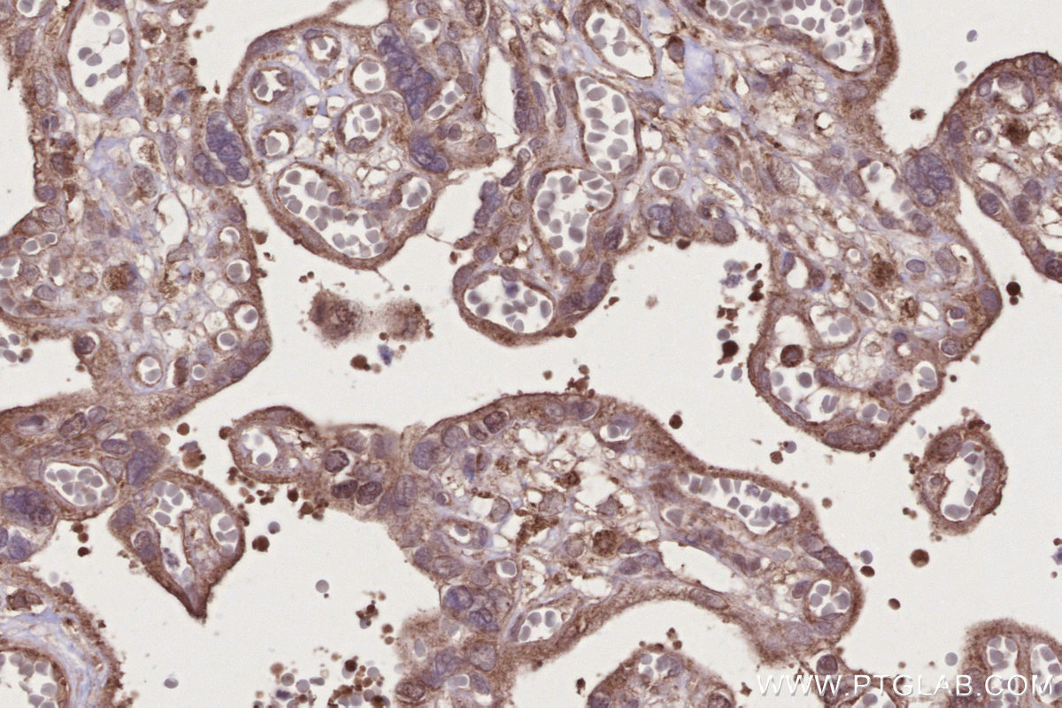 IHC staining of human placenta using 17252-1-AP