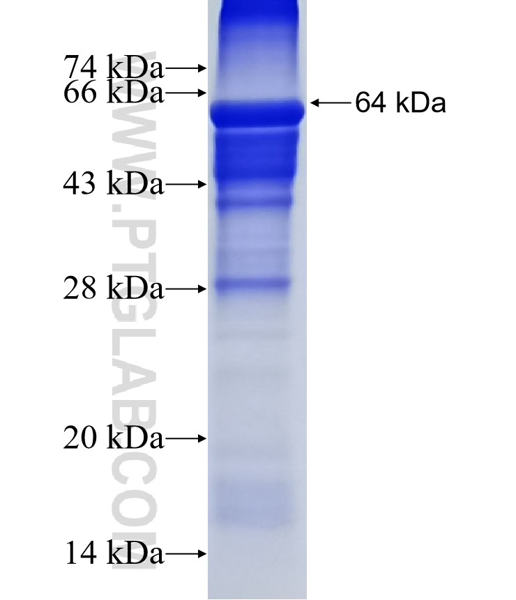 TBC1D17 fusion protein Ag14358 SDS-PAGE