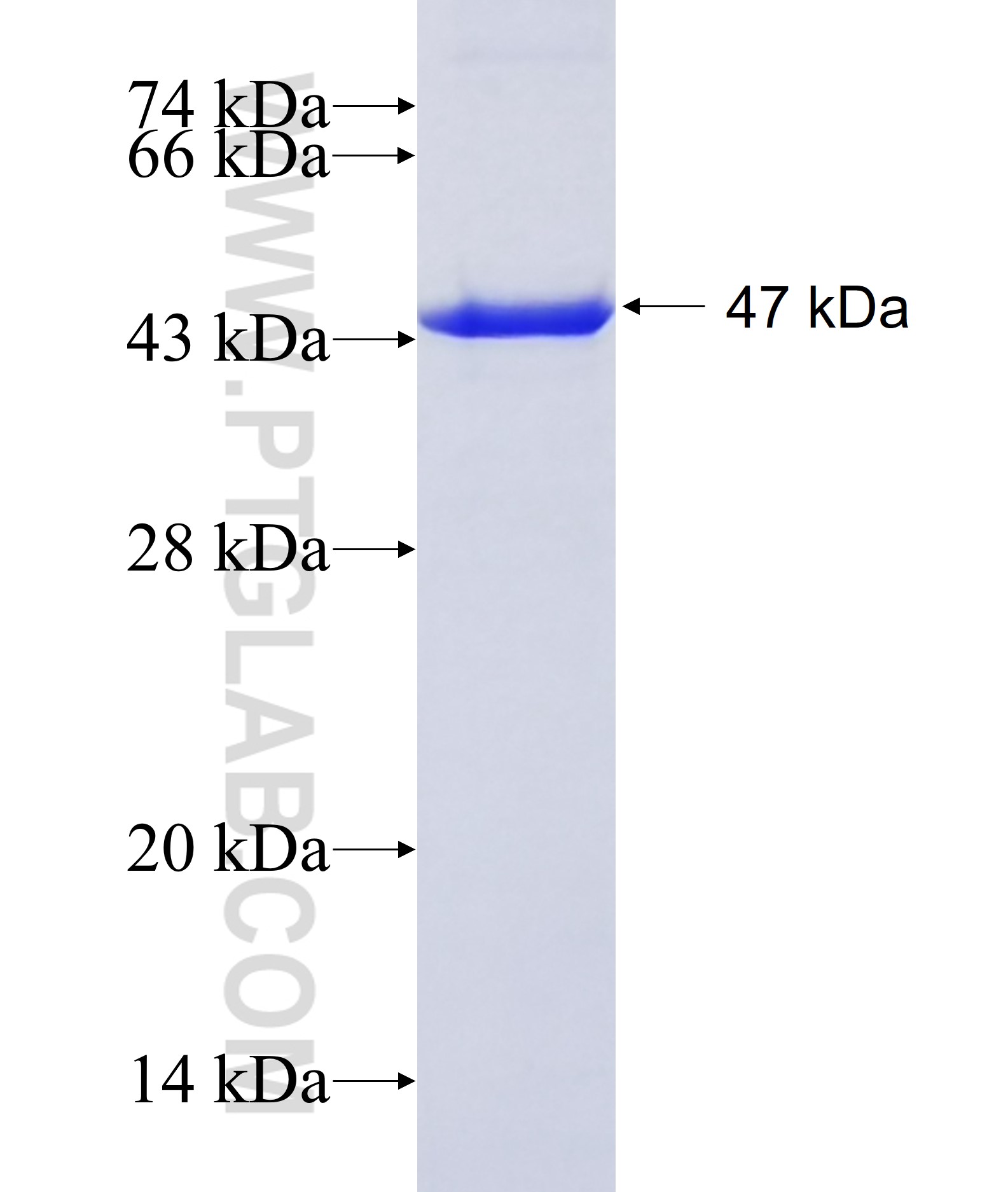 TBC1D20 fusion protein Ag9656 SDS-PAGE