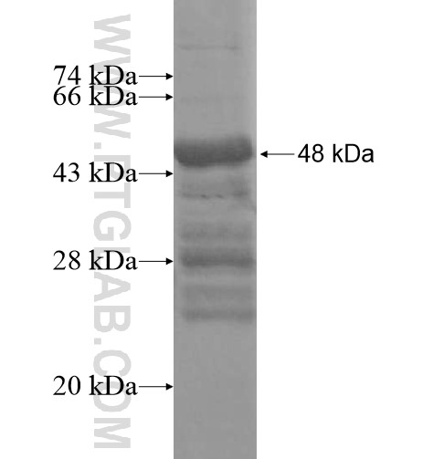 TBC1D22B fusion protein Ag16115 SDS-PAGE