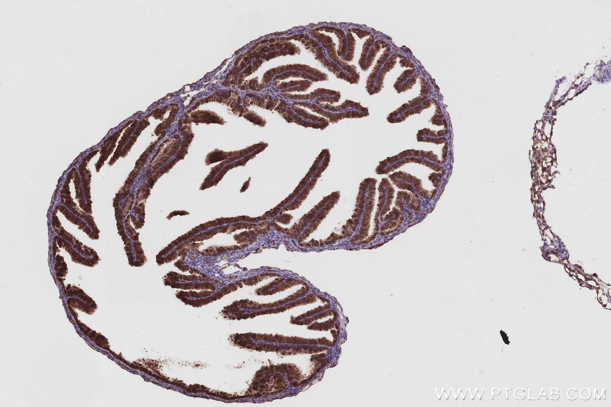 IHC staining of mouse ovary using 17002-1-AP