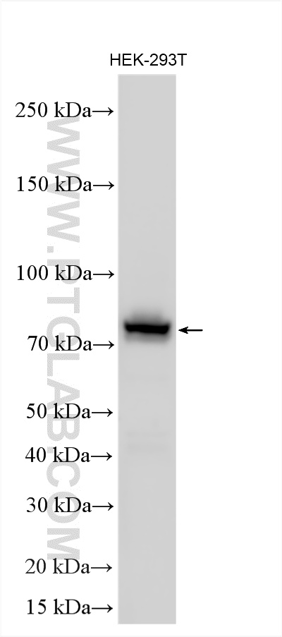 WB analysis using 17002-1-AP