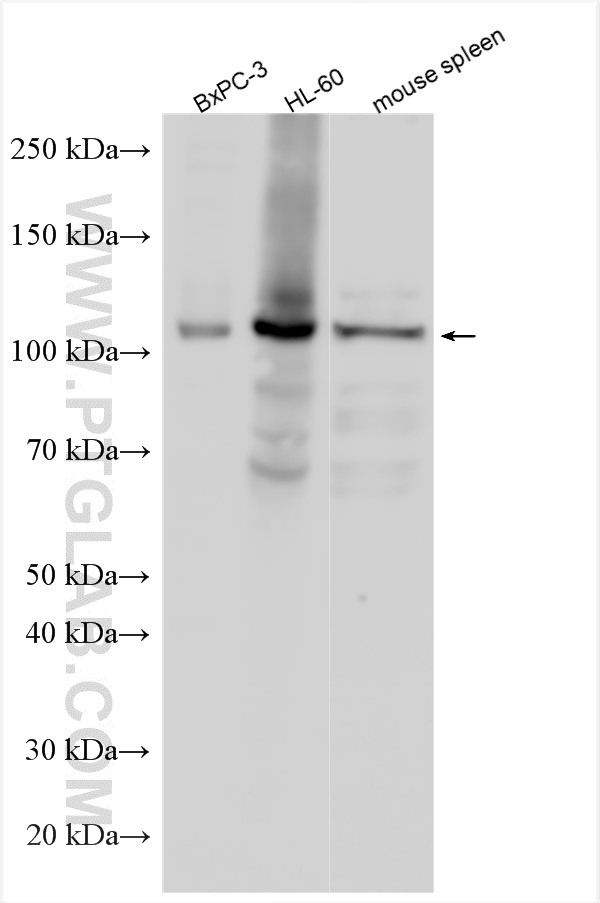 WB analysis using 24462-1-AP