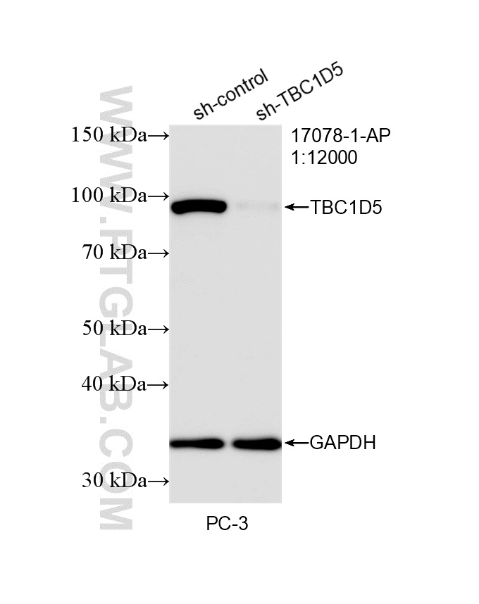 WB analysis of PC-3 using 17078-1-AP