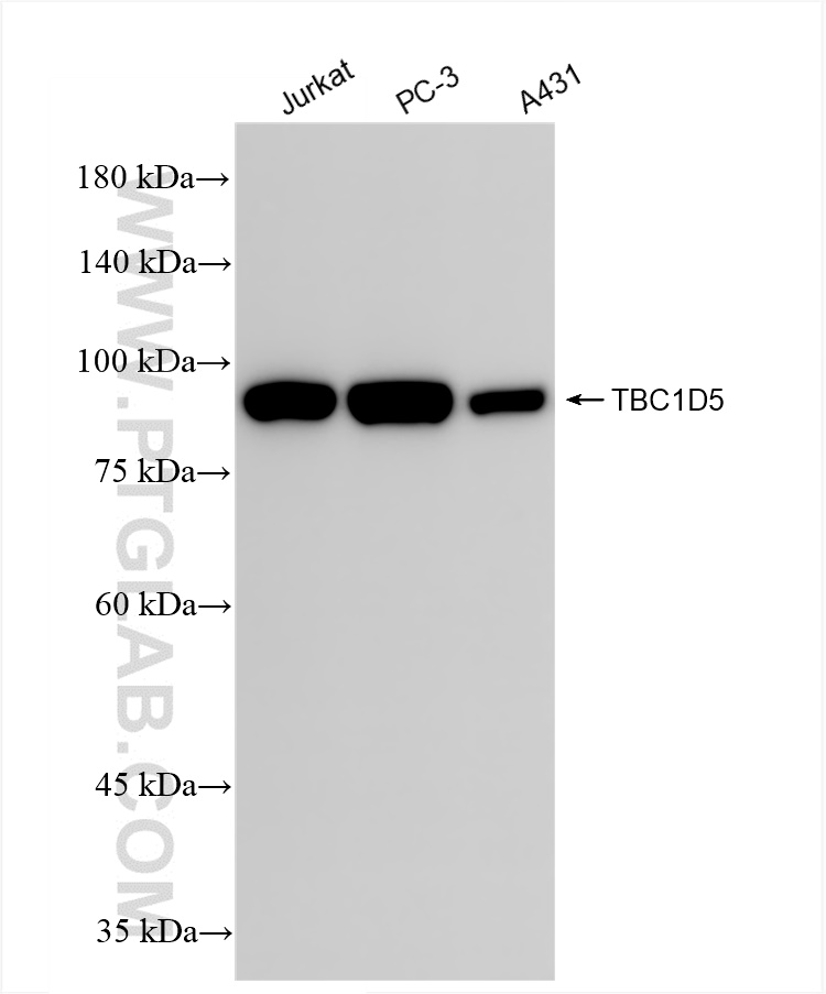 WB analysis using 84990-4-RR