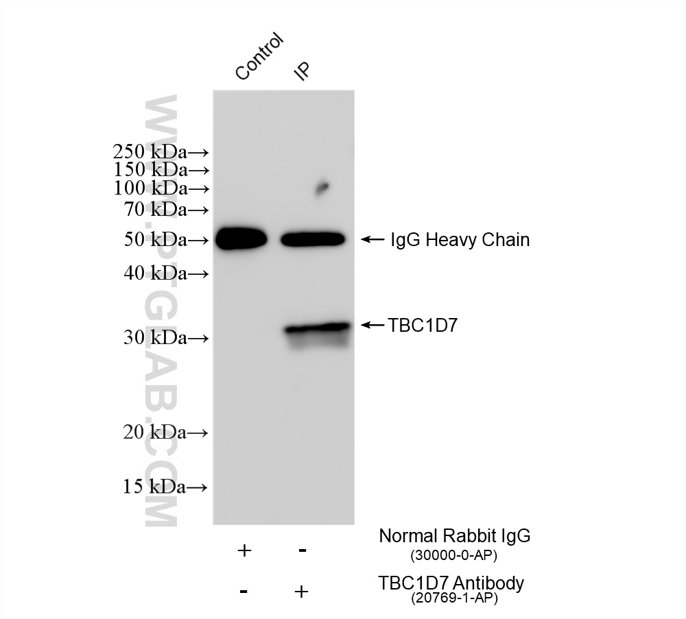 IP experiment of Neuro-2a using 20769-1-AP
