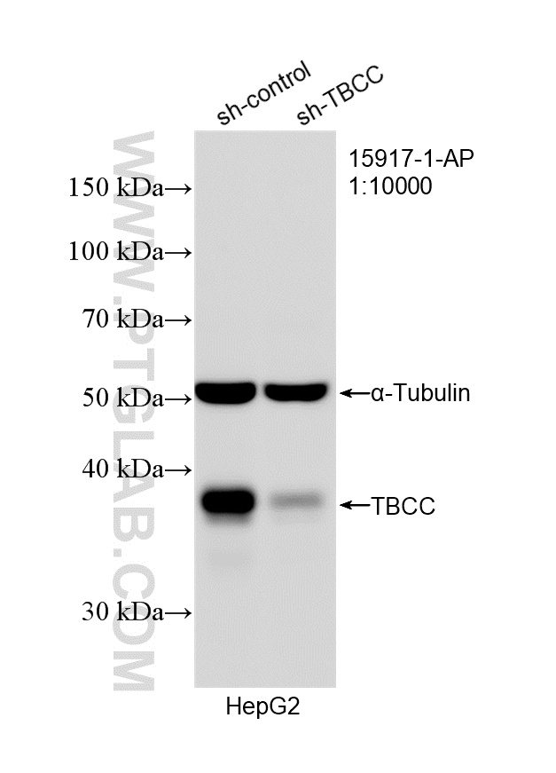 WB analysis of HepG2 using 15917-1-AP