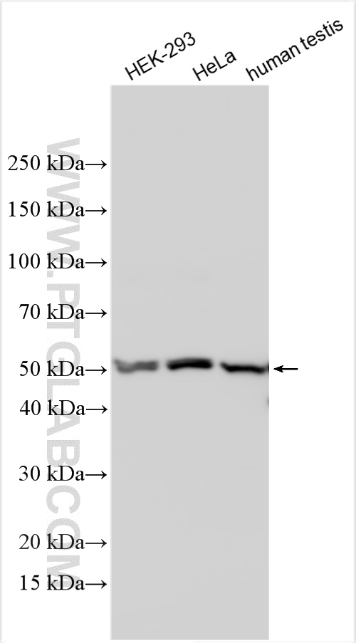 WB analysis using 21429-1-AP